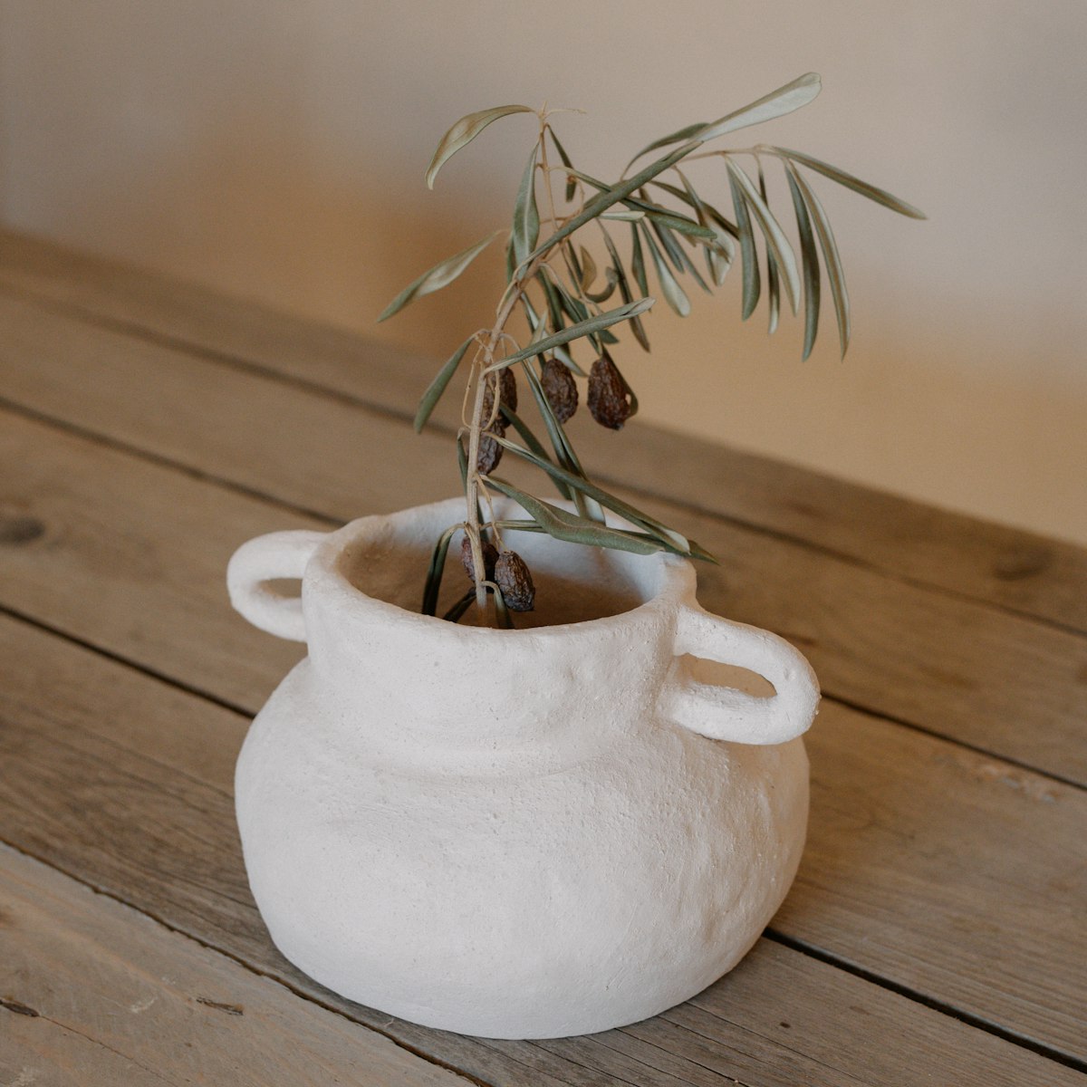 A young potted olive plant beside a sunlit window